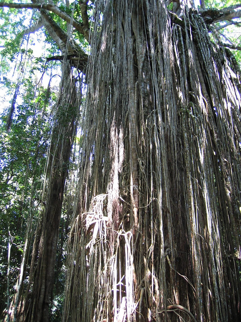 CairnsTC224 Curtain Fig Tree.jpg